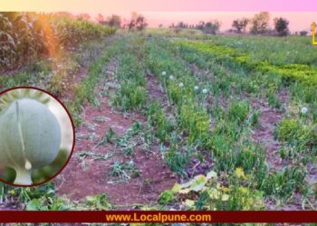 सासवडमध्ये कांद्याच्या शेतात अफूची लागवड; दोघांविरुद्ध गुन्हा दाखल