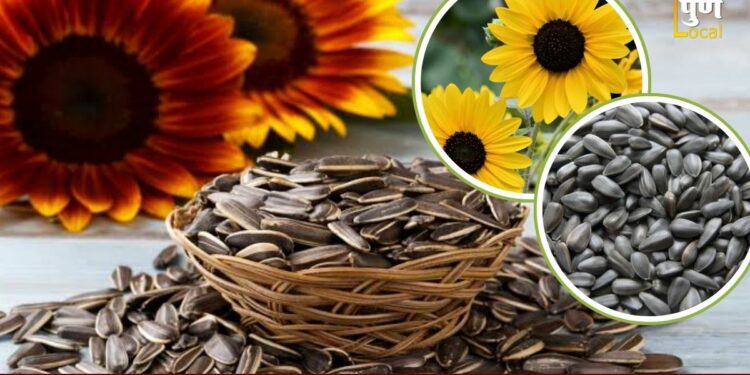 आजच आपल्या आहारात सामील करा सुर्यफूलाच्या बिया; आरोग्यासाठी वरदान ठरतील, जाणून घ्या काय आहेत फायदे