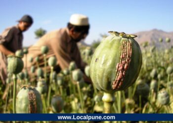 Opium poppy