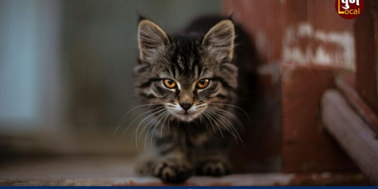 Pune Cats