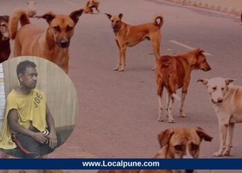 Delhi Dogs