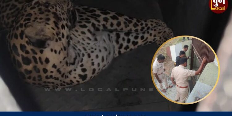 leopard